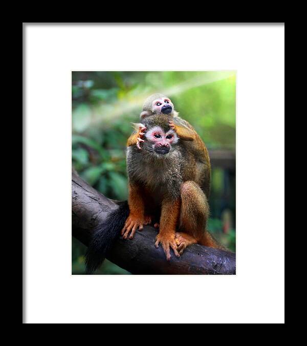 Animal Themes Framed Print featuring the photograph Monkey by Seng Chye Teo