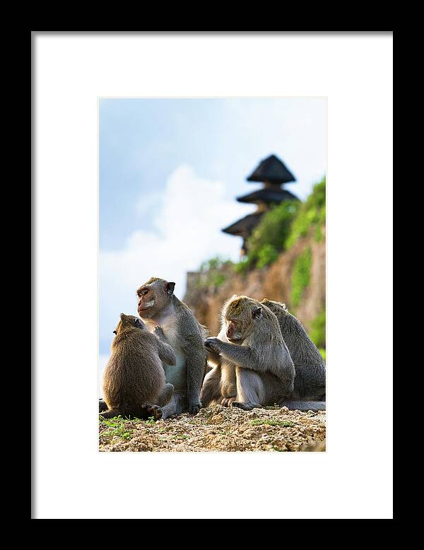 Animal Themes Framed Print featuring the photograph Monkeys At Uluwatu Temple by Matthew Micah Wright