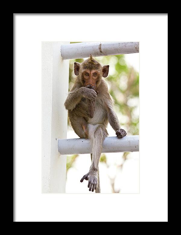 Animal Framed Print featuring the photograph Monkeys cute sitting on a steel fence by Tosporn Preede