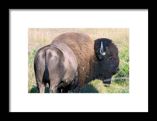 Bison Framed Print featuring the photograph Montana BUFFALO BISON BULL by Karon Melillo DeVega