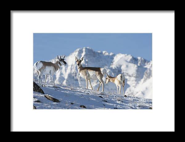 Pronghorn Framed Print featuring the photograph Montana Pronghorn by Wildlife Fine Art
