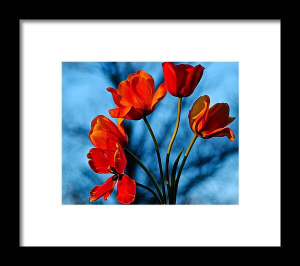 Mood Framed Print featuring the photograph Mood Bouquet by Frozen in Time Fine Art Photography