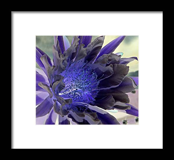 Cactus Flower Framed Print featuring the photograph Moody Blues by Antonia Citrino