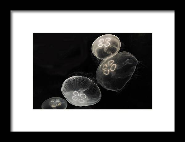 Hiroya Minakuchi Framed Print featuring the photograph Moon Jellies Japan by Hiroya Minakuchi