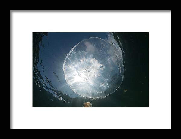 Underwater Framed Print featuring the photograph Moon Jellyfish Aurita Aurita by Reinhard Dirscherl