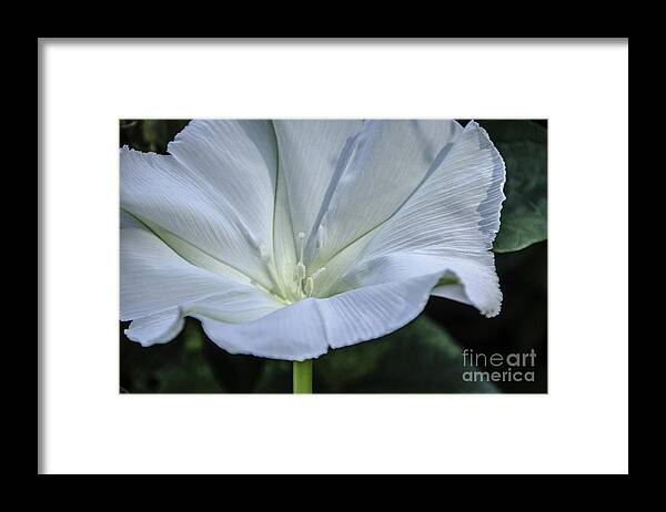 M.c. Story Framed Print featuring the photograph Moonflower 1 by Mary Carol Story