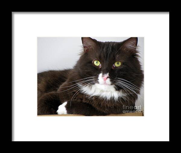 Domestic Cat Framed Print featuring the photograph Moonshadow by Lili Feinstein