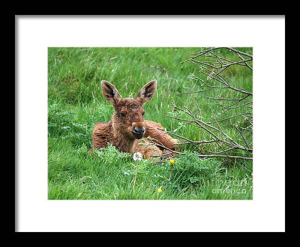 Moose Framed Print featuring the photograph Moose Calf under Willow by Phil Banks