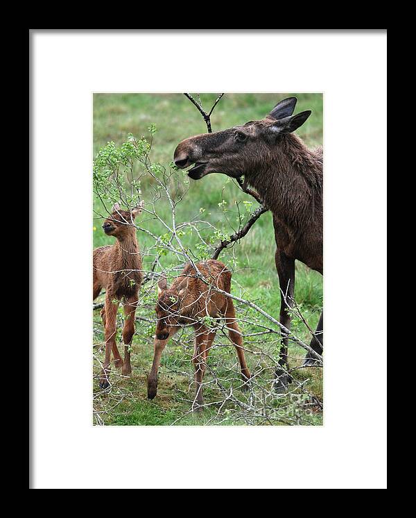 Moose Framed Print featuring the photograph Moose cow with twin calves by Phil Banks