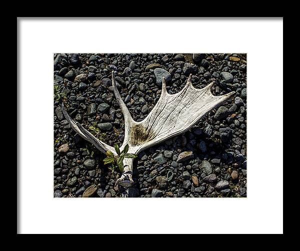 Moose Framed Print featuring the photograph Moose Horn 2 by Fred Denner