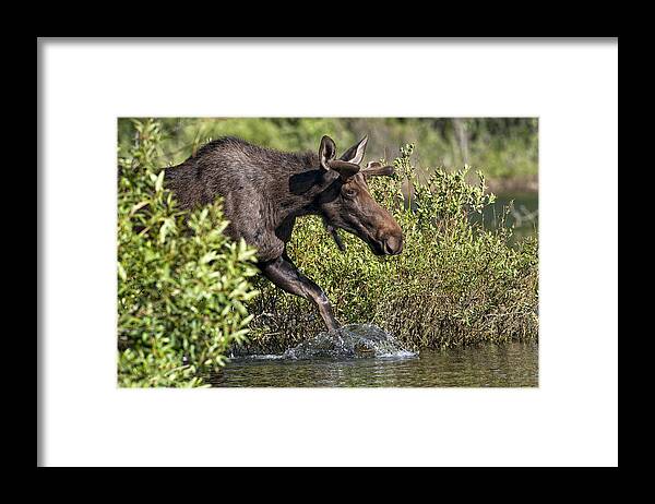 Yellow Stone National Park Framed Print featuring the photograph Moose Makes a Splash by Paul W Sharpe Aka Wizard of Wonders