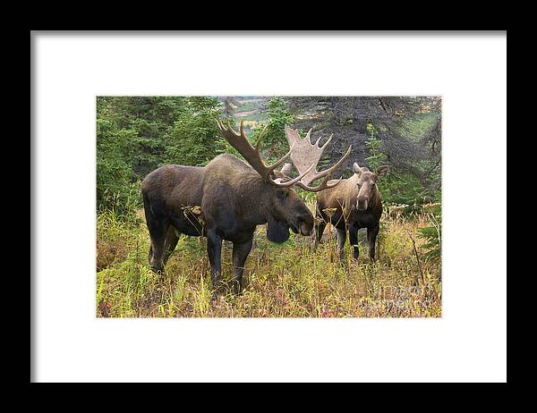 00440992 Framed Print featuring the photograph Moose in Chugach State Park by Yva Momatiuk John Eastcott