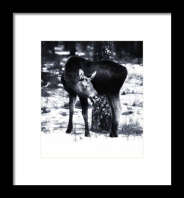 Nature Framed Print featuring the photograph Moose by Rose-Maries Pictures
