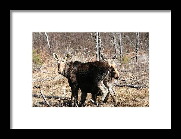 Moose Framed Print featuring the photograph Moose x Two by Dr Carolyn Reinhart