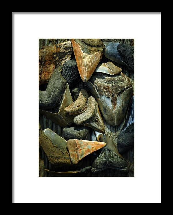 Miocene Framed Print featuring the photograph More Megalodon Teeth by Rebecca Sherman