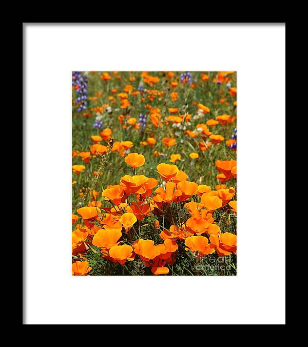 Poppies Framed Print featuring the photograph More Poppy by Bill Singleton