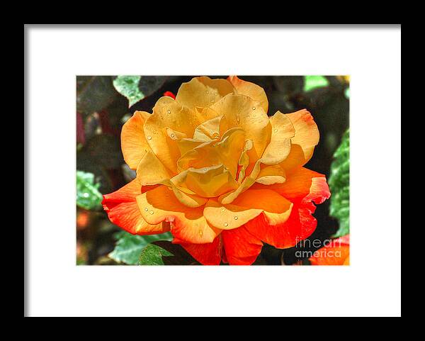Flowers Framed Print featuring the photograph Morning Dew On A Yellow Rose by Kathy Baccari
