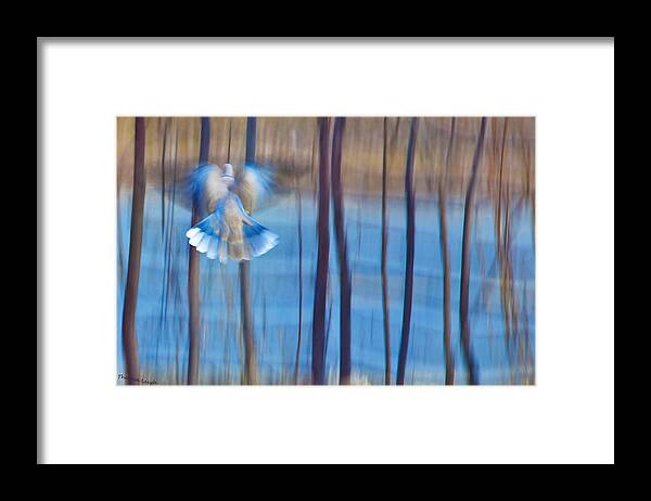 Poetry Framed Print featuring the photograph Morning Dove by Theresa Tahara