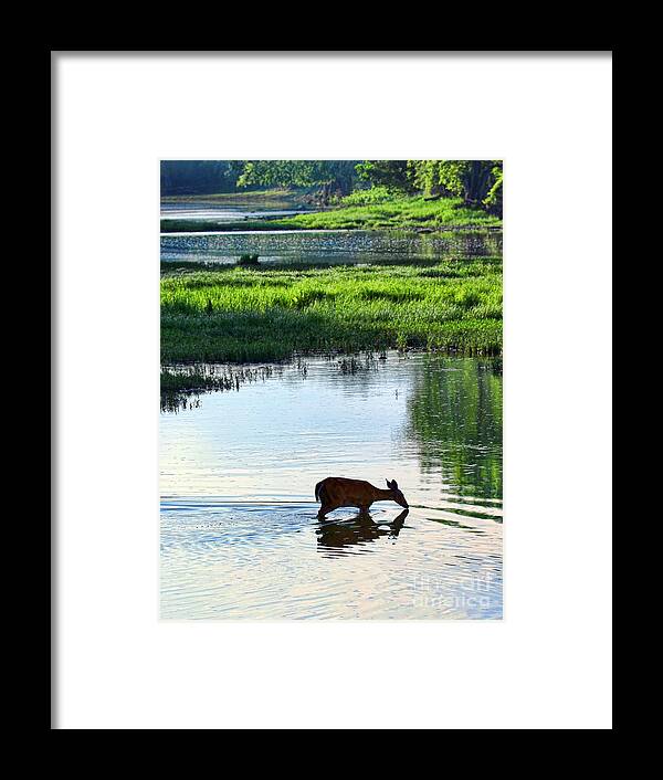 Deer Framed Print featuring the photograph Morning Drink 9013 by Jack Schultz