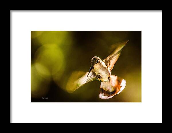 Hummingbird Framed Print featuring the photograph Hummingbird - Morning Flight by Barry Jones