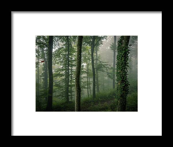 Tranquility Framed Print featuring the photograph Morning Fog In The Forest by Photography By Daniel Frauchiger, Switzerland