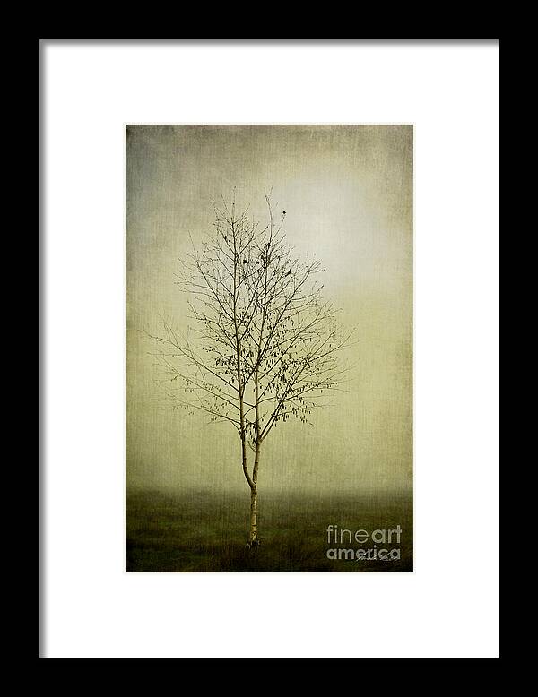 Tree Framed Print featuring the photograph Morning Fog by Linda Lees