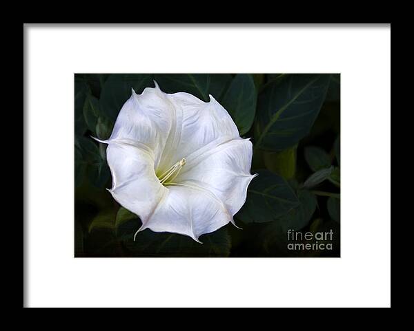 Datura Framed Print featuring the photograph Morning glory by Elena Nosyreva