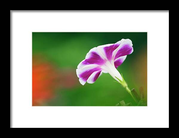 Morning Glory Framed Print featuring the photograph Morning Glory (ipomoea Purpurea) by Maria Mosolova/science Photo Library