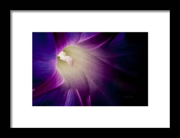 Purple Framed Print featuring the photograph Morning Glory Purple by Roger Snyder