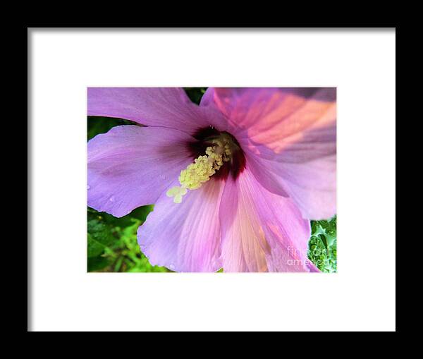 Purple Framed Print featuring the photograph Morning Glory by Robyn King