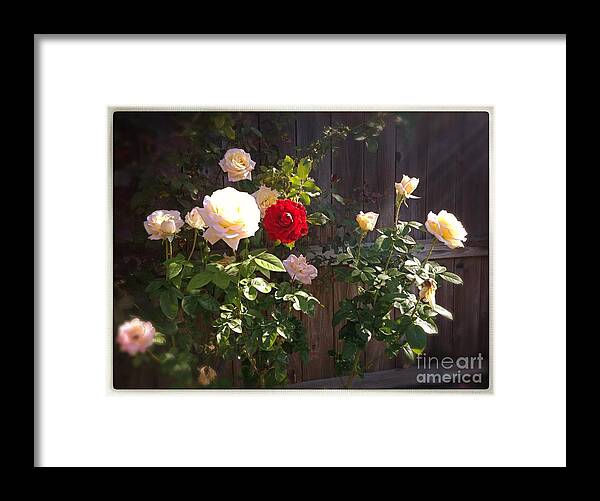 Roses Framed Print featuring the photograph Morning Glory by Vonda Lawson-Rosa