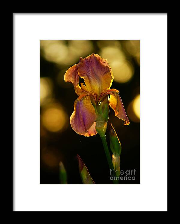 Iris Framed Print featuring the photograph Morning Kiss2 by Loni Collins