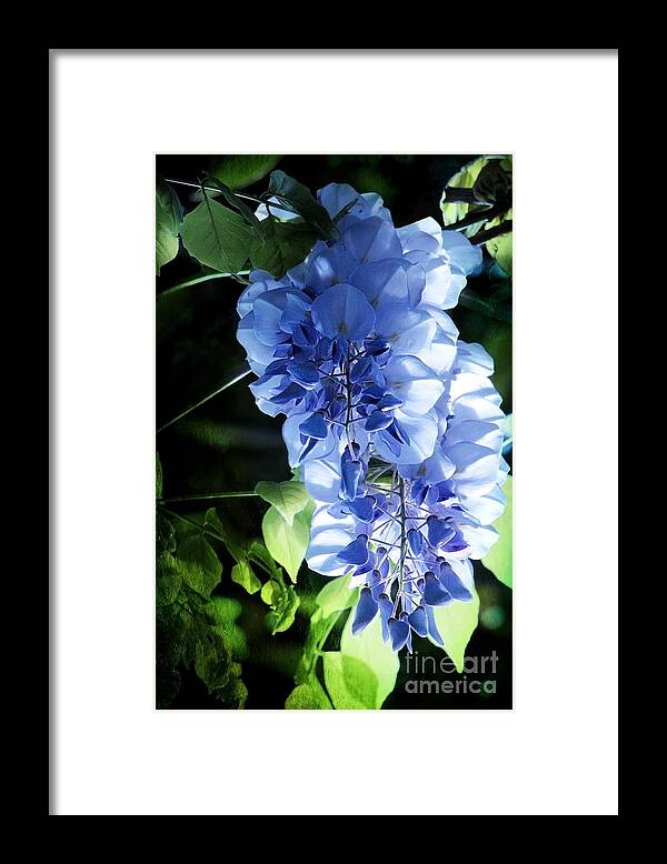 Flowers Framed Print featuring the photograph Morning Lilac by Ellen Cotton
