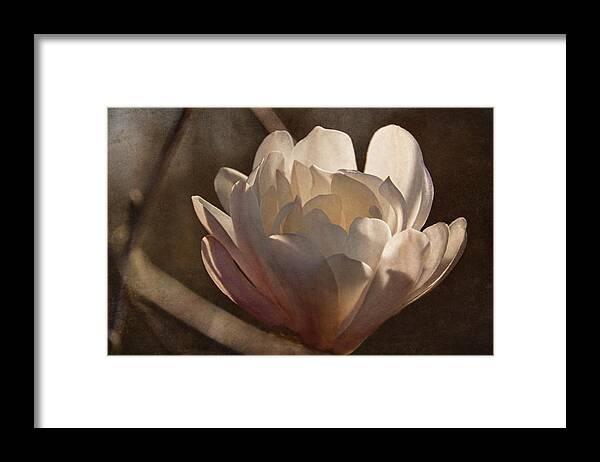 Magnolia Framed Print featuring the photograph Morning Magnolia Blossom by Theo O'Connor