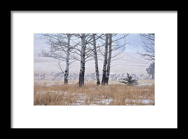 Wildlife Framed Print featuring the photograph Morning of the Elk by Jacqui Binford-Bell