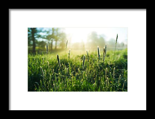 Grass Framed Print featuring the photograph Morning On Meadow by Spooh