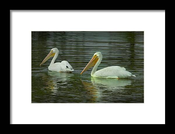 Pelicans Framed Print featuring the photograph Morning rendezvous by Patricia Dennis