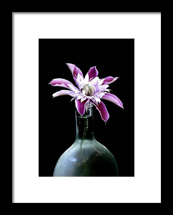 Pink Clematis Framed Print featuring the photograph Morning Shadows by Angela Davies