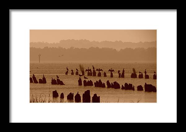 Bird Framed Print featuring the photograph Morning Stretch by Deborah Smith