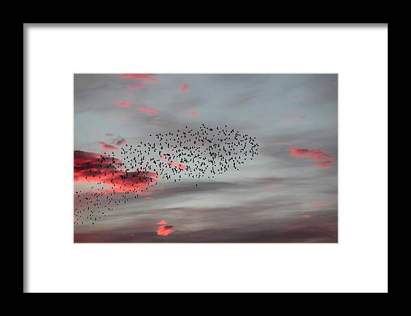 Abstract Photography Framed Print featuring the photograph Morning Stretch by E Faithe Lester