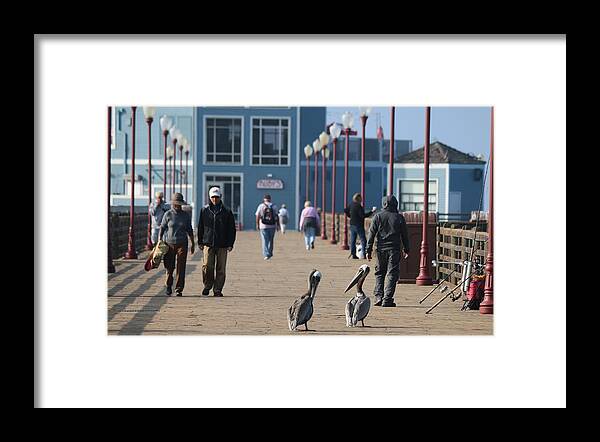 Wild Framed Print featuring the photograph Morning Stroll by Christy Pooschke