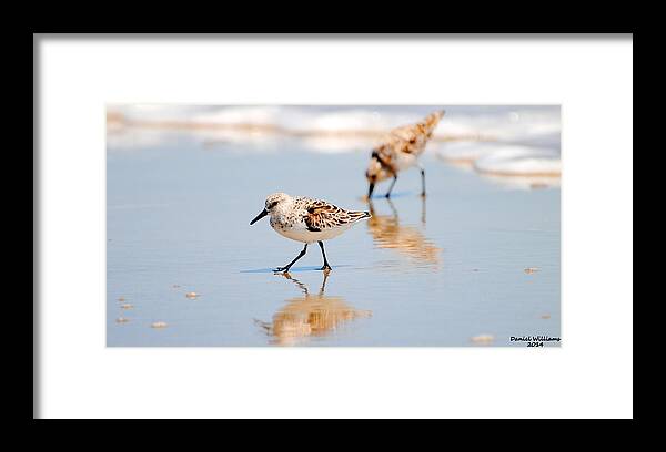Shorebird Framed Print featuring the photograph Morning Stroll by Dan Williams