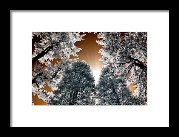 Pine Tree Framed Print featuring the photograph Morning Sun and Pines by Steve Zimic