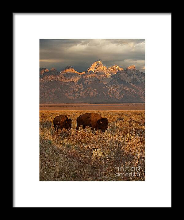 Grand Teton Framed Print featuring the photograph Morning Travels in Grand Teton by Sandra Bronstein