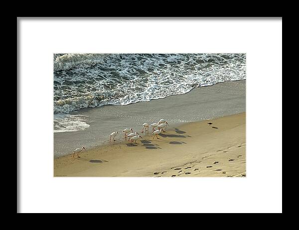 2009 Framed Print featuring the photograph Morning Walk by Frank Mari