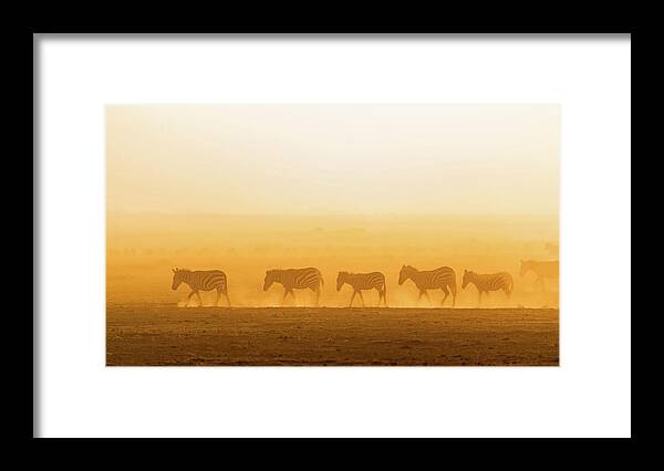 Zebras Framed Print featuring the photograph Morning Walk by Hao Jiang