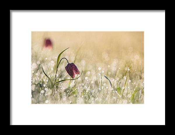Holland Framed Print featuring the photograph Morningdew by Anton Van Dongen
