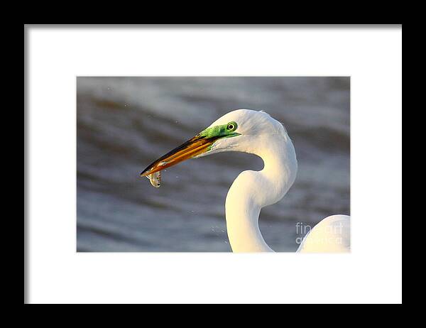 Animal Framed Print featuring the photograph Morning's Catch by Robert Frederick
