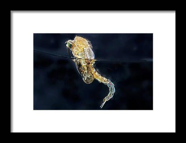Abdomen Framed Print featuring the photograph Mosquito Pupa Hatching by Frank Fox