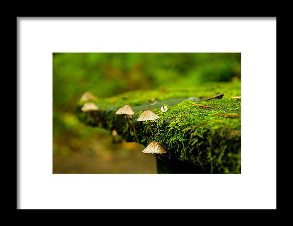 Columbia River Gorge Framed Print featuring the photograph Moss close-up by Kunal Mehra